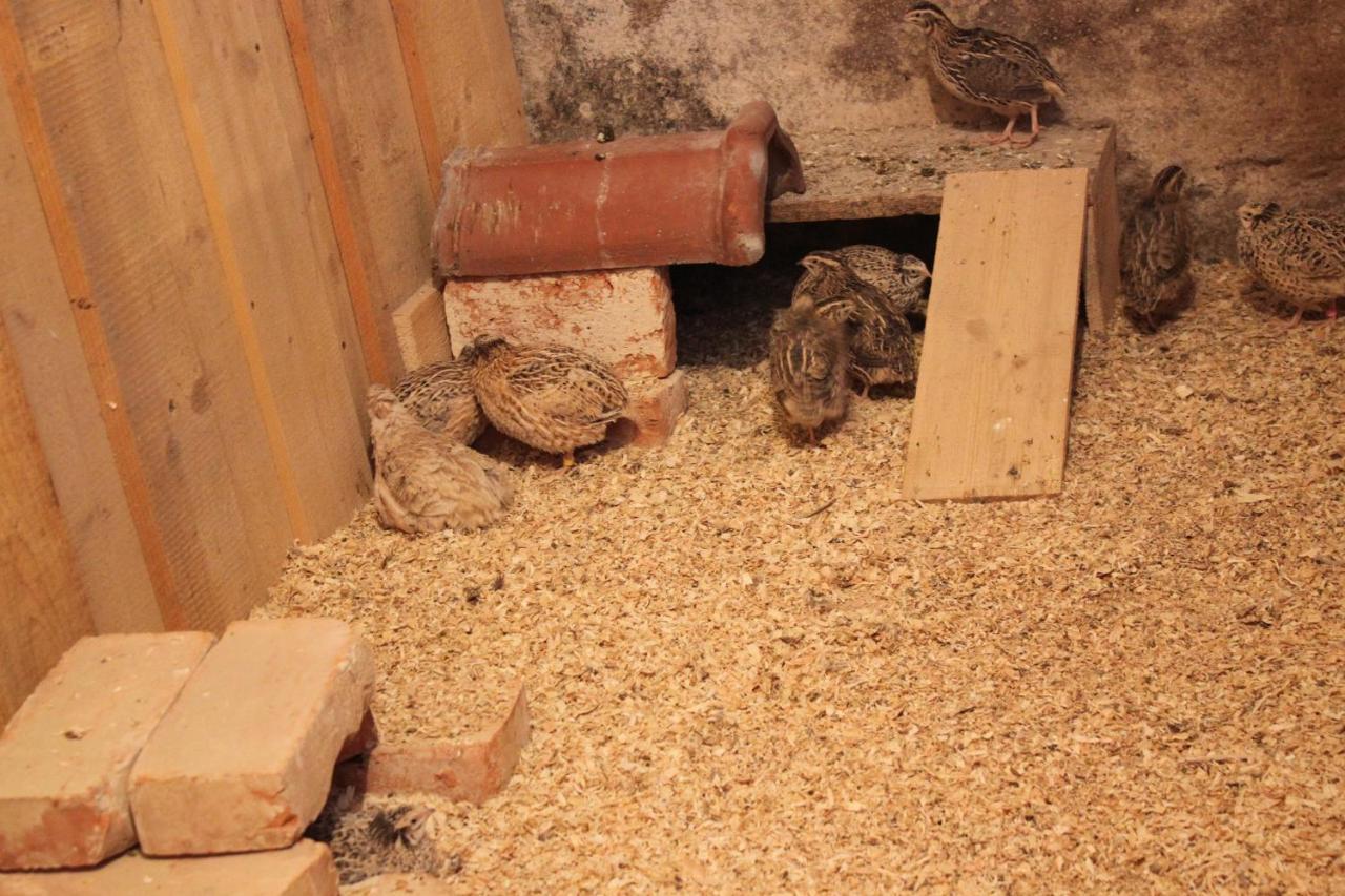 Ferienwohnungen Zwergbachhof Haunsheim Extérieur photo